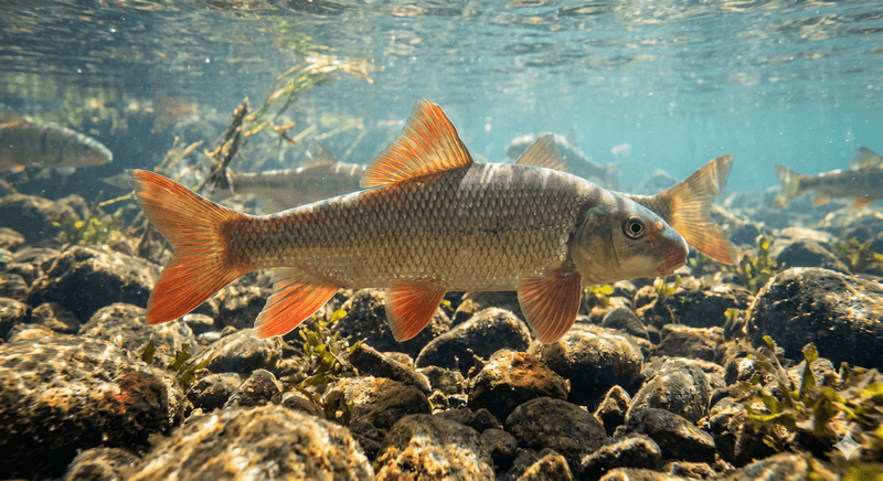 Shorthead Redhorse